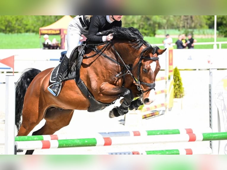 Zangersheider Wallach 9 Jahre 168 cm Rotbrauner in Warsaw