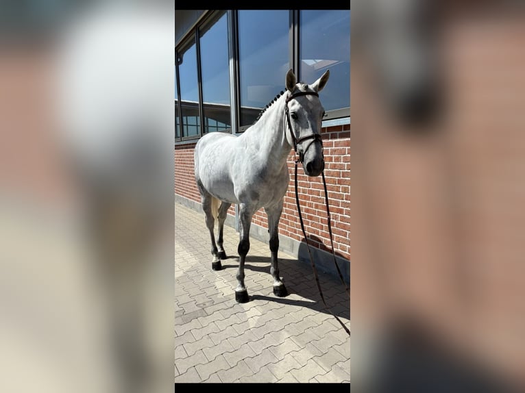 Zangersheider Wallach 9 Jahre 169 cm Apfelschimmel in Bad W&#xF6;rishofen