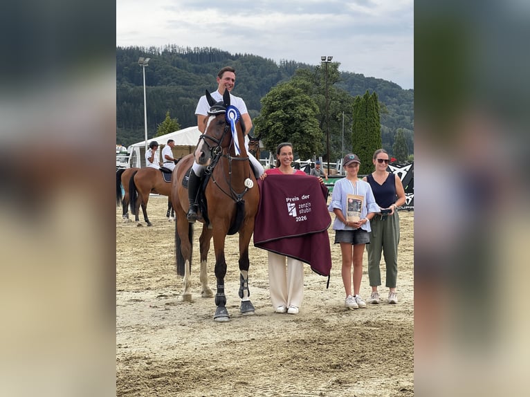 Zangersheider Wallach 9 Jahre 170 cm Brauner in Aying