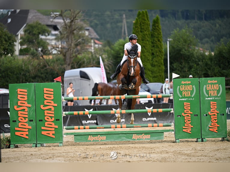 Zangersheider Wallach 9 Jahre 170 cm Brauner in Aying