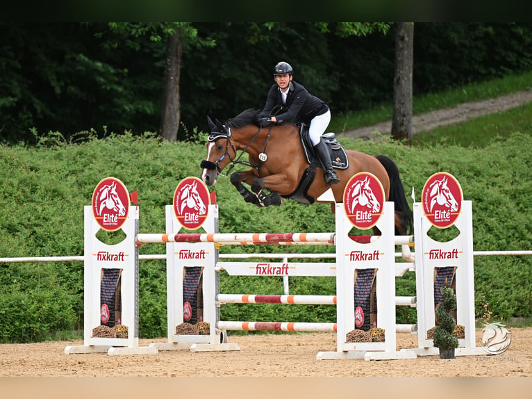 Zangersheider Wallach 9 Jahre 170 cm Brauner in Aying