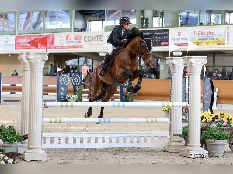 Zangersheider Wallach 9 Jahre 170 cm Brauner in Pampigny