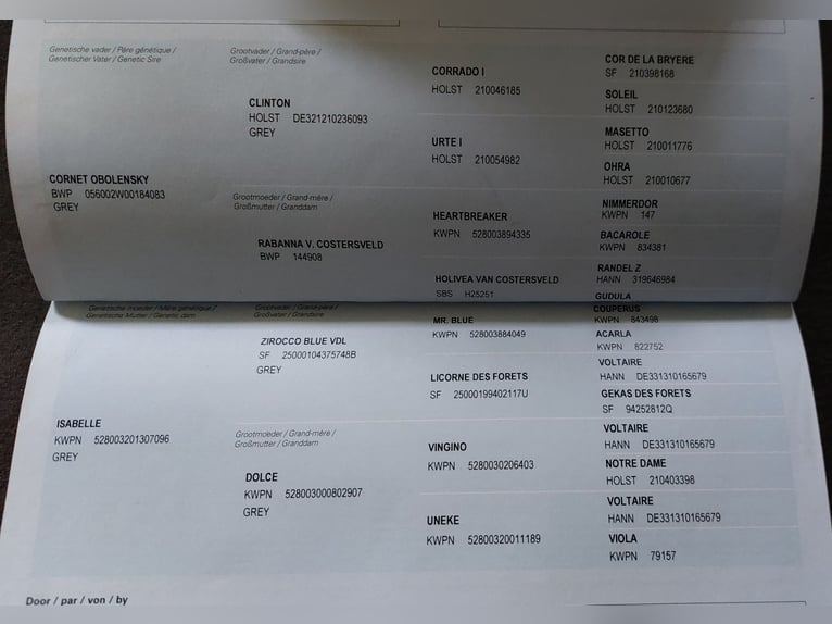 Zangersheider Wallach 9 Jahre 172 cm Apfelschimmel in Augsburg