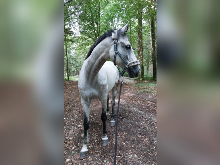Zangersheider Wallach 9 Jahre 172 cm Apfelschimmel in Augsburg