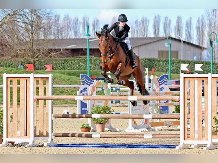 Zangersheider Wallach 9 Jahre 173 cm Brauner in Zülpich