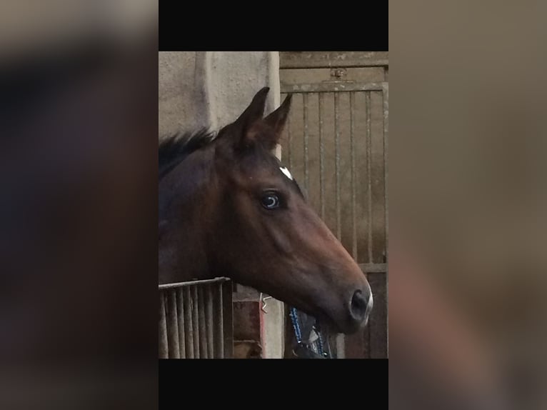 Zangersheider Wallach 9 Jahre 173 cm Dunkelbrauner in Waldfeucht