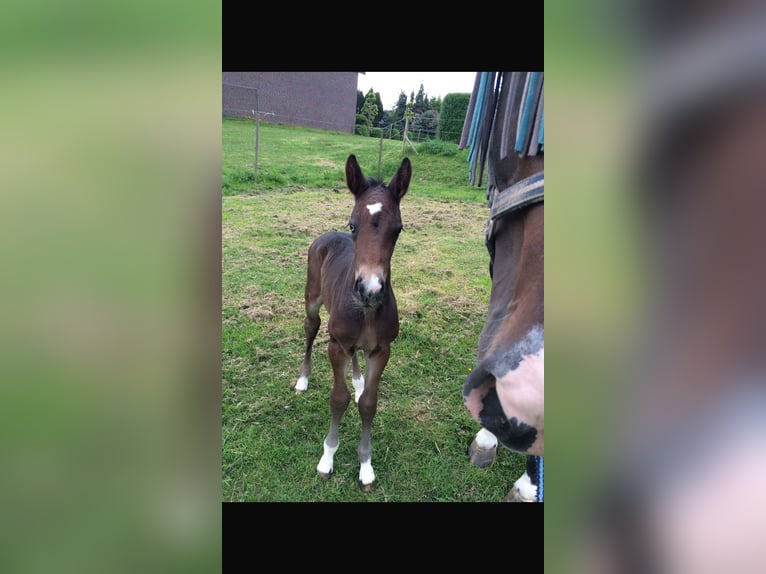 Zangersheider Wallach 9 Jahre 173 cm Dunkelbrauner in Waldfeucht