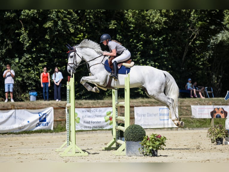 Zangersheider Wallach 9 Jahre 173 cm Schimmel in Wadern
