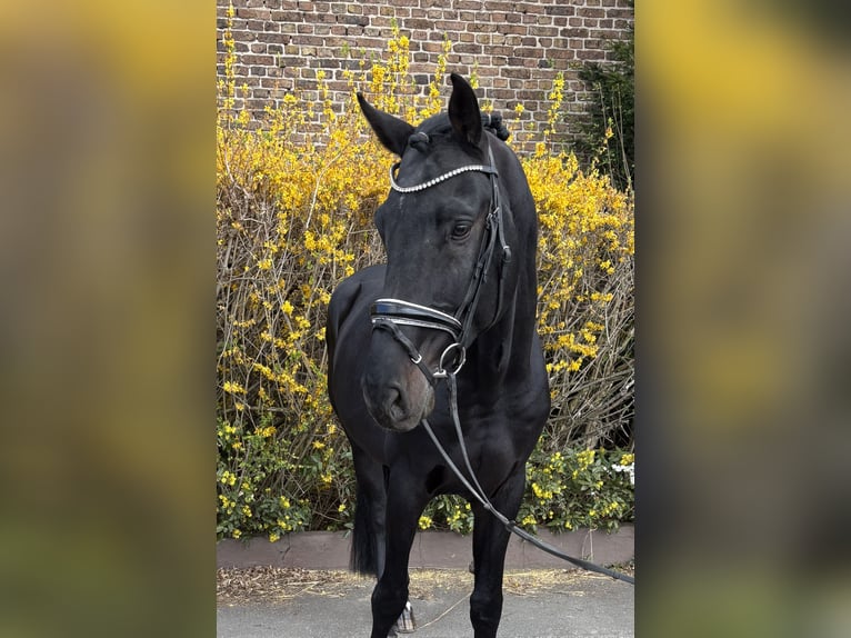 Zangersheider Wallach 9 Jahre 175 cm Rappe in Niederkassel