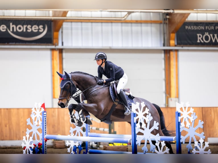 Zangersheider Wallach 9 Jahre 177 cm Brauner in Hoppegarten