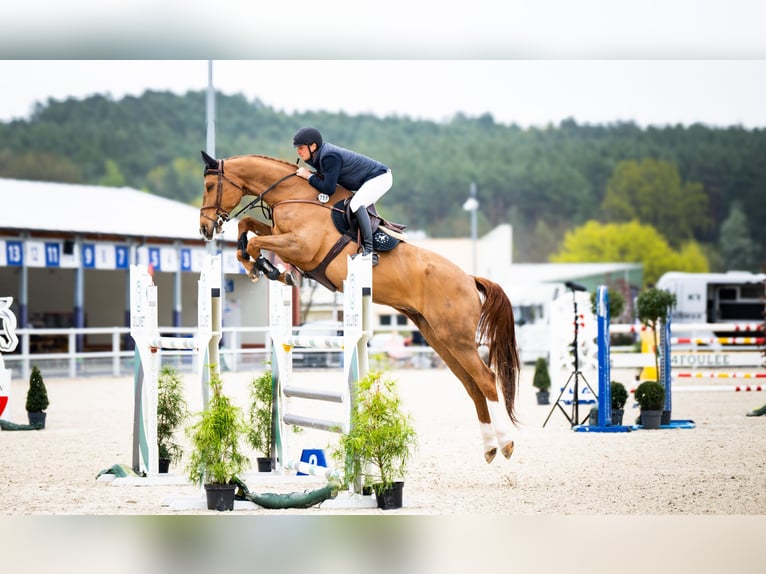 Zangersheider Wallach 9 Jahre 180 cm Fuchs in Warka