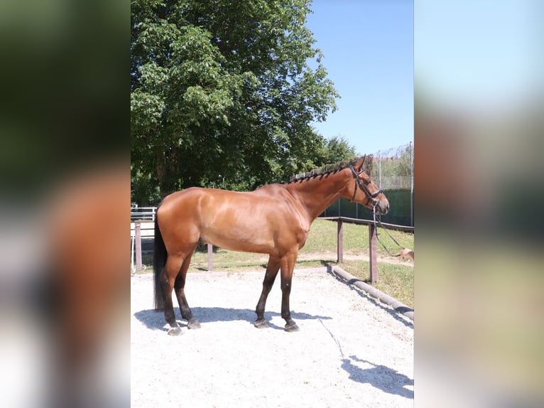 Zangersheider Wallach 9 Jahre 181 cm Brauner in W&#xFC;rzburg