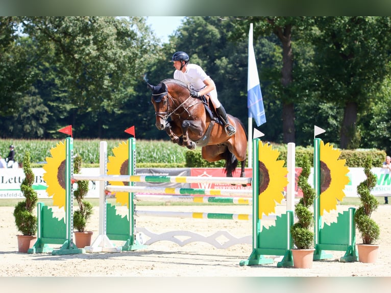 Zinedream Westfale Hengst in Werder