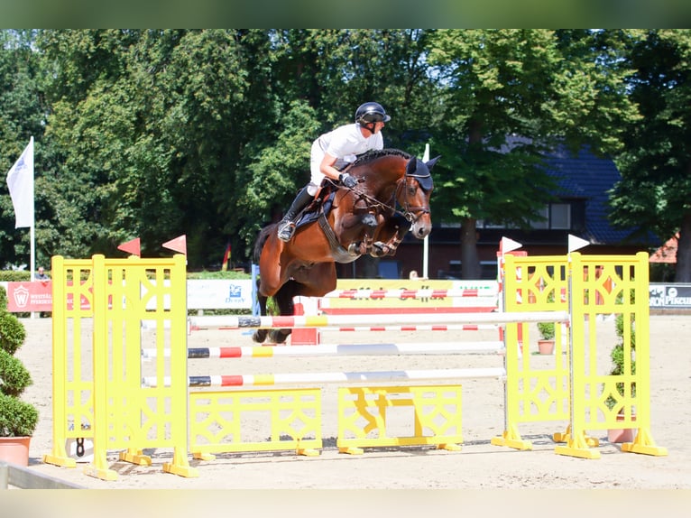 Zinedream Westfale Hengst in Werder
