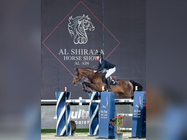 Zinedream Westphalian Stallion in Werder