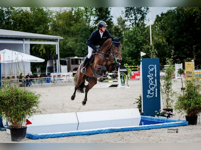 Zinedream Westphalian Stallion in Werder