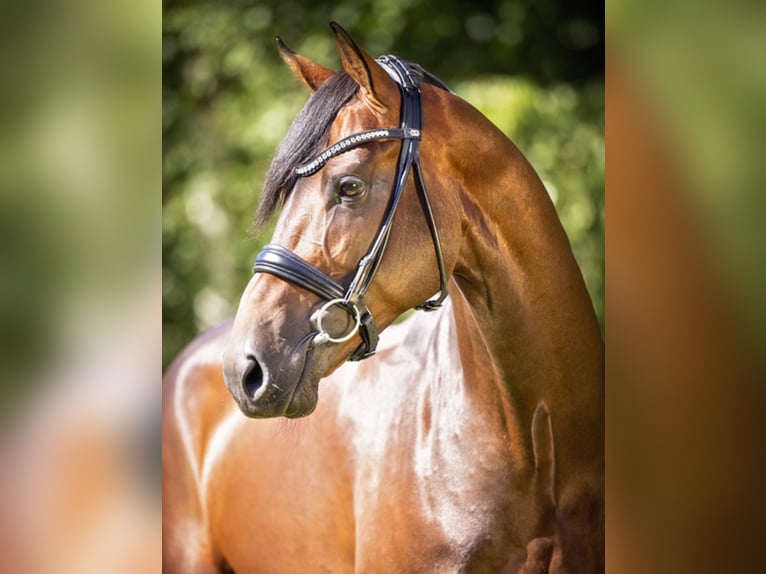 Zinedream Westphalian Stallion in Werder
