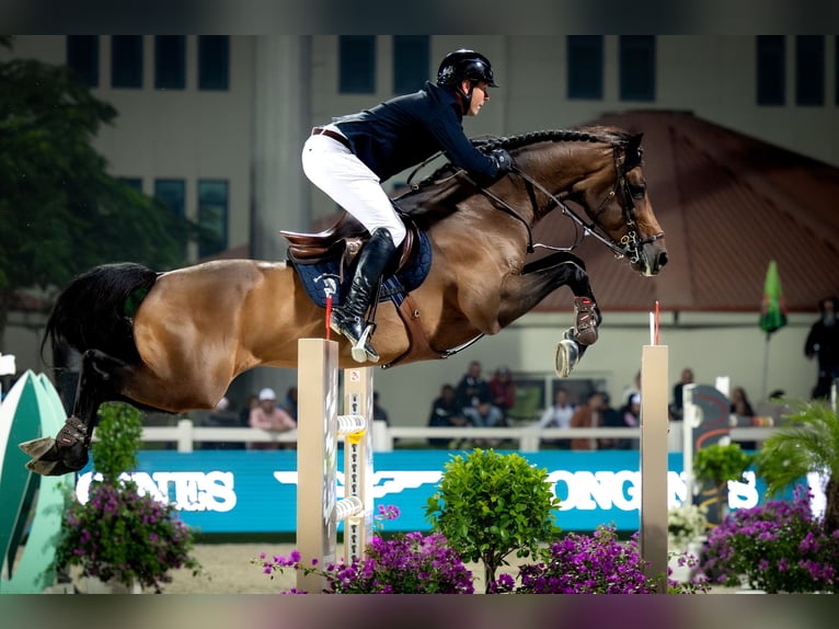 Zinedream Westphalian Stallion in Werder