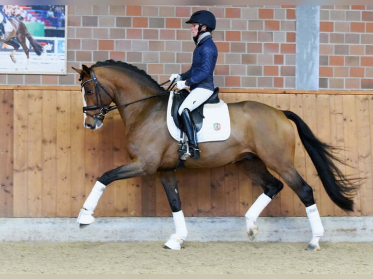 ZOOM Hannoveraan Hengst Bruin in Warendorf