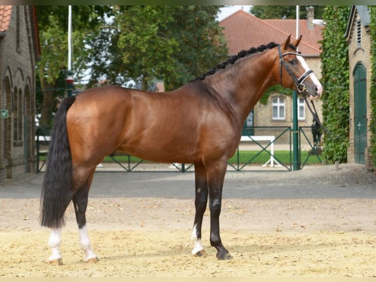 ZOOM Hannoveraan Hengst Bruin in Warendorf