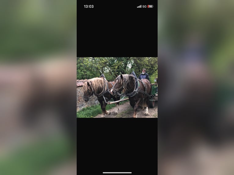 Zuidduits Koudbloed Hengst 11 Jaar 170 cm Donkere-vos in Prichsenstadt