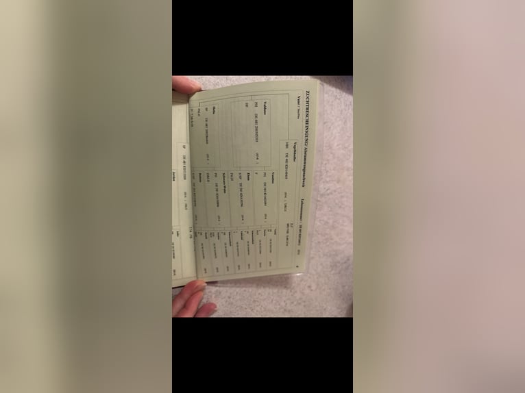 Zuidduits Koudbloed Hengst 12 Jaar 170 cm Donkere-vos in Traunreut