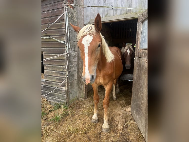 Zuidduits Koudbloed Hengst 1 Jaar 166 cm Vos in BodenmaisBodenmais