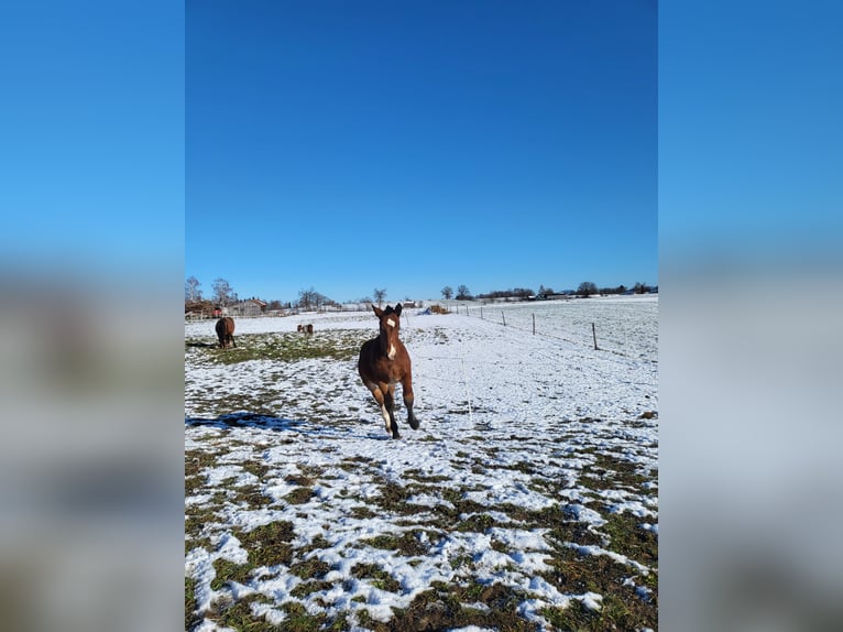 Zuidduits Koudbloed Hengst 1 Jaar 168 cm Bruin in Oberhausen