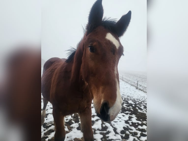 Zuidduits Koudbloed Hengst 1 Jaar 168 cm Bruin in Oberhausen