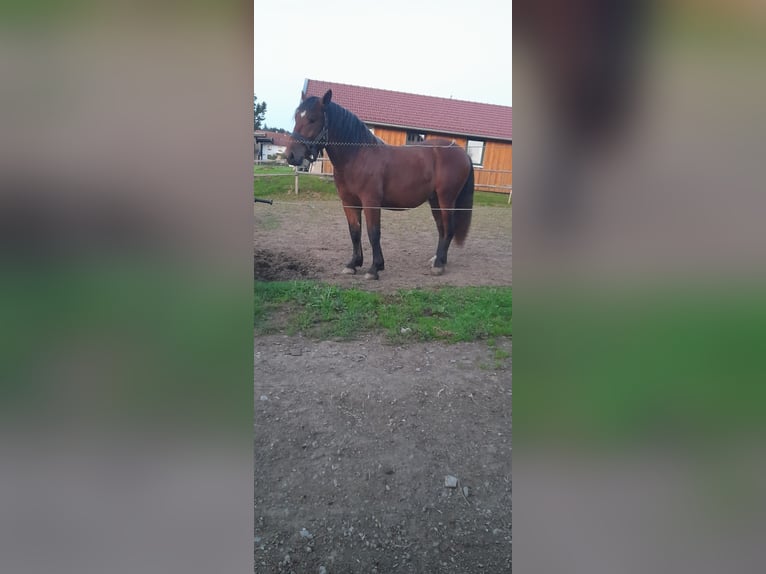 Zuidduits Koudbloed Hengst 2 Jaar 163 cm Bruin in Rinchnach