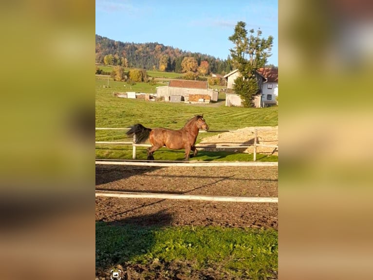 Zuidduits Koudbloed Hengst 2 Jaar 163 cm Bruin in Rinchnach