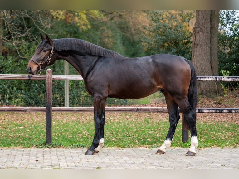 Zuidduits Koudbloed Hengst 2 Jaar 168 cm Bruin in Wijchmaal