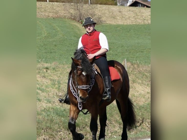 Zuidduits Koudbloed Hengst 3 Jaar 165 cm Bruin in Frauenau