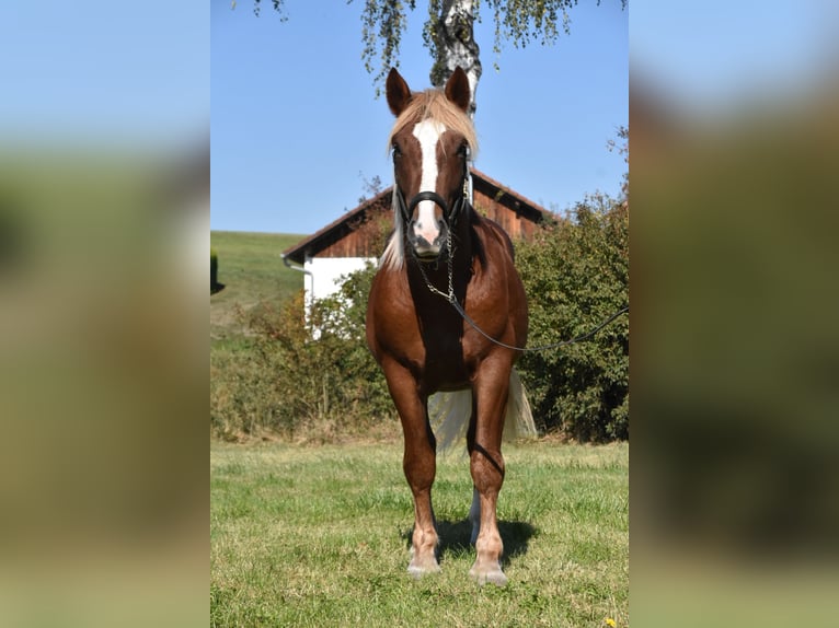 Zuidduits Koudbloed Hengst 3 Jaar 165 cm Donkere-vos in Arnstorf