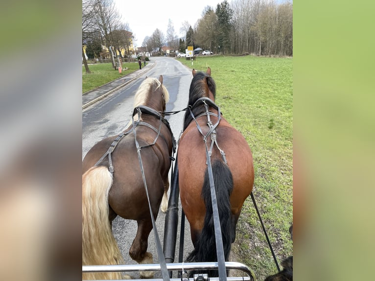 Zuidduits Koudbloed Hengst 4 Jaar 168 cm Bruin in Hohenwarth