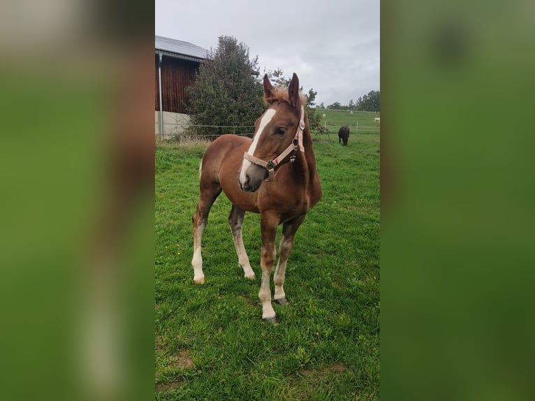 Zuidduits Koudbloed Hengst Donkere-vos in TettnangTettnang