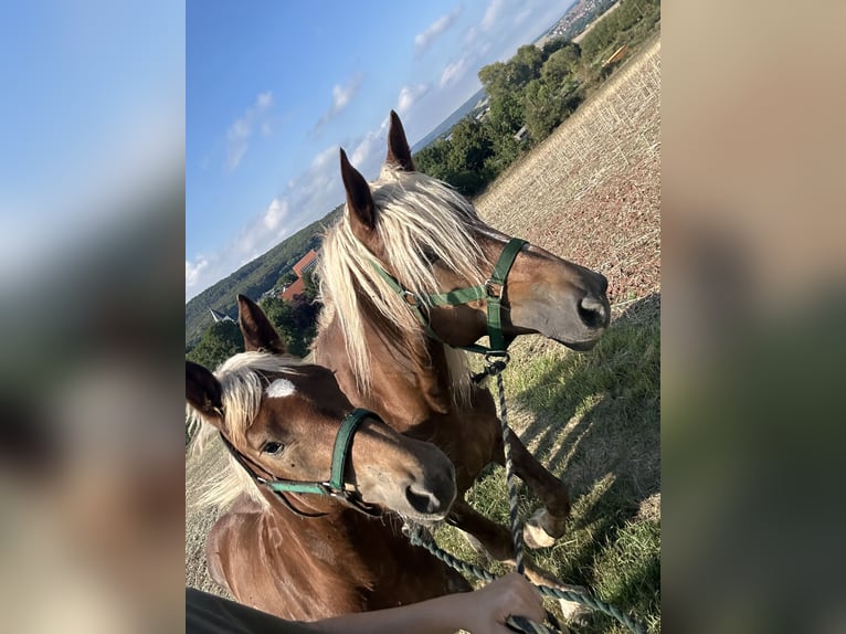 Zuidduits Koudbloed Hengst Veulen (03/2026) 165 cm Donkere-vos in Wasungen