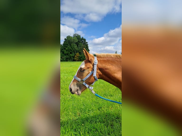 Zuidduits Koudbloed Hengst Veulen (04/2025) 168 cm Donkere-vos in Byhleguhre-Byhlen
