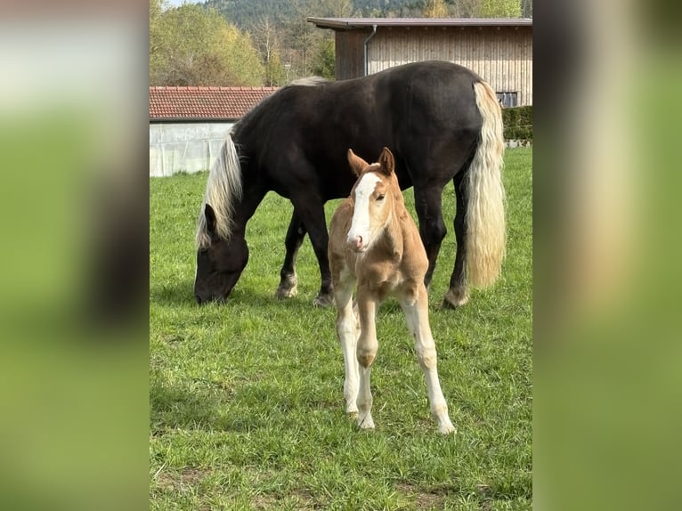 Zuidduits Koudbloed Hengst Veulen (05/2026) Donkere-vos in Hohenwarth
