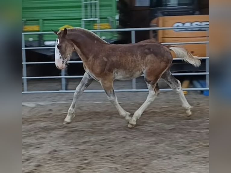 Zuidduits Koudbloed Hengst Veulen (04/2025) Donkere-vos in Traunstein