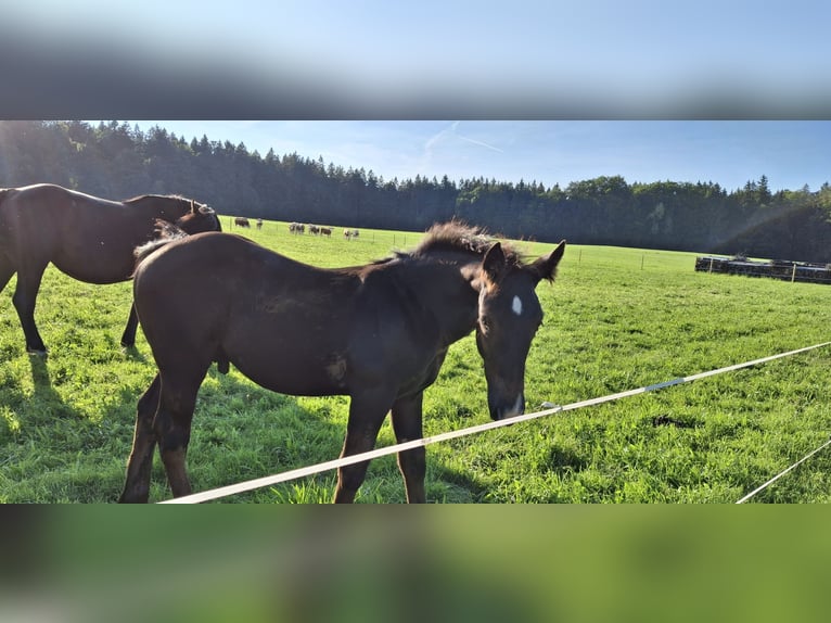 Zuidduits Koudbloed Hengst veulen (04/2024) Zwart in Warngau