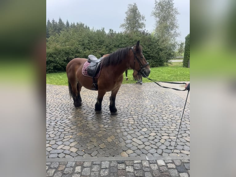 Zuidduits Koudbloed Merrie 10 Jaar 155 cm Donkerbruin in Eurasburg