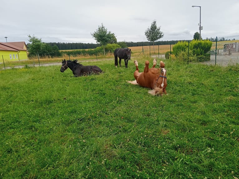 Zuidduits Koudbloed Merrie 10 Jaar 163 cm Donkere-vos in Kipfenberg