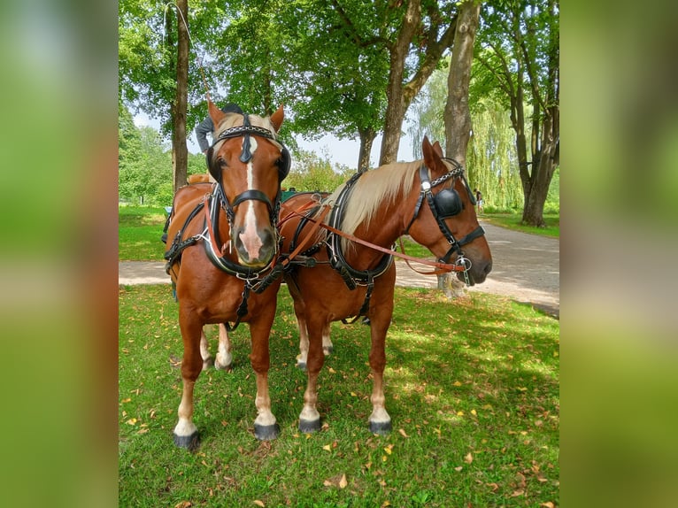 Zuidduits Koudbloed Merrie 10 Jaar 163 cm Donkere-vos in Kipfenberg