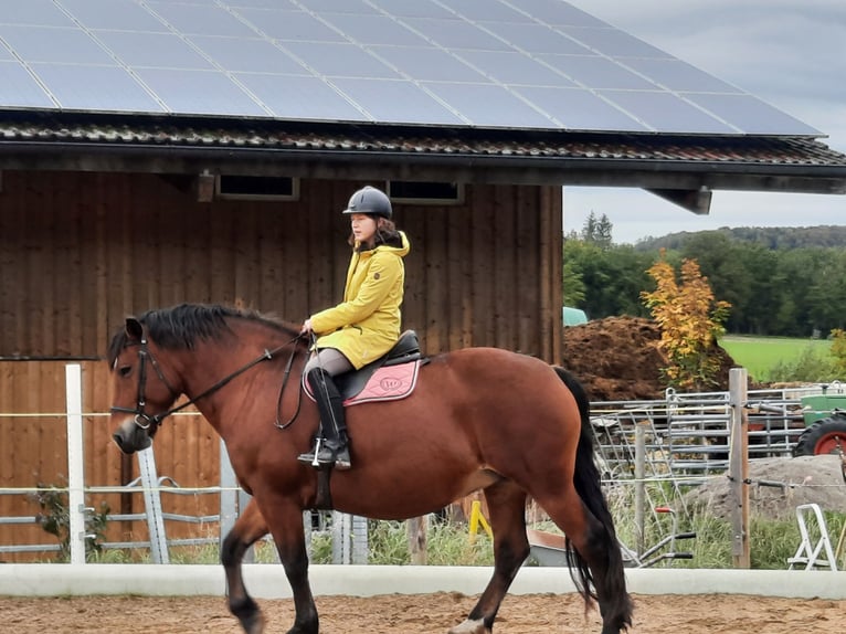 Zuidduits Koudbloed Merrie 10 Jaar 165 cm Bruin in Inning am Ammersee