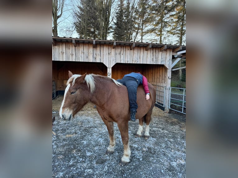 Zuidduits Koudbloed Merrie 10 Jaar 165 cm Vos in Floh-Seligenthal