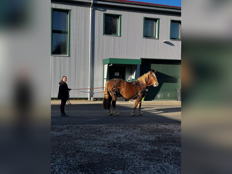 Zuidduits Koudbloed Merrie 10 Jaar 165 cm Vos in Floh-Seligenthal
