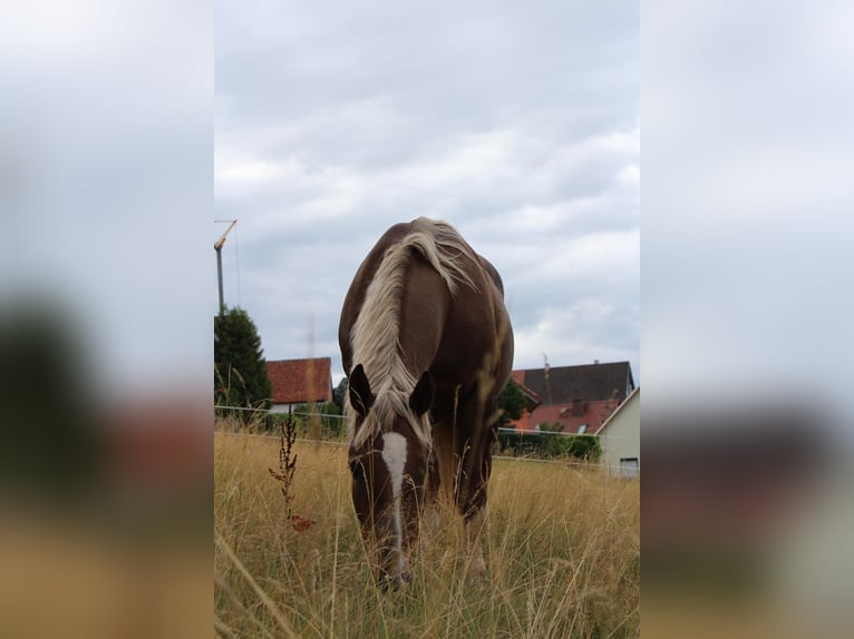 Zuidduits Koudbloed Merrie 10 Jaar 165 cm Vos in Floh-Seligenthal