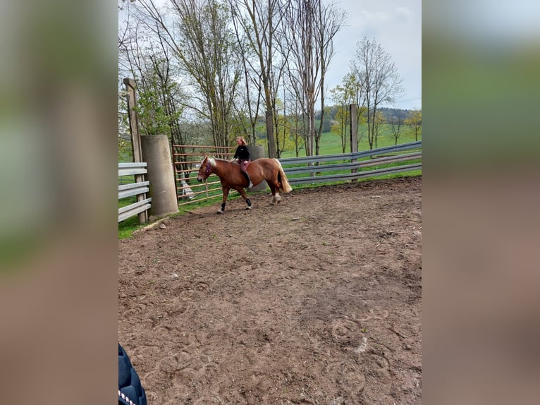 Zuidduits Koudbloed Merrie 10 Jaar 165 cm Vos in Floh-Seligenthal