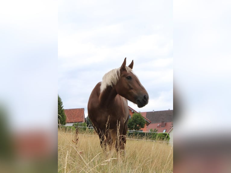 Zuidduits Koudbloed Merrie 10 Jaar 165 cm Vos in Floh-Seligenthal